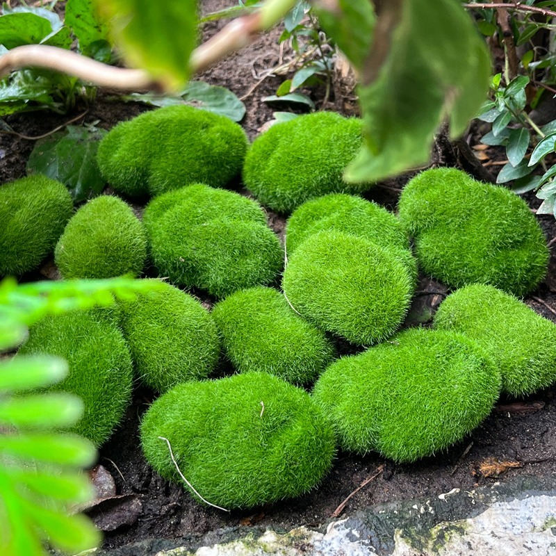 5/30pcs Simulation Moss Stone  - Terrarium Moss Art incelemesi ve fiyatı