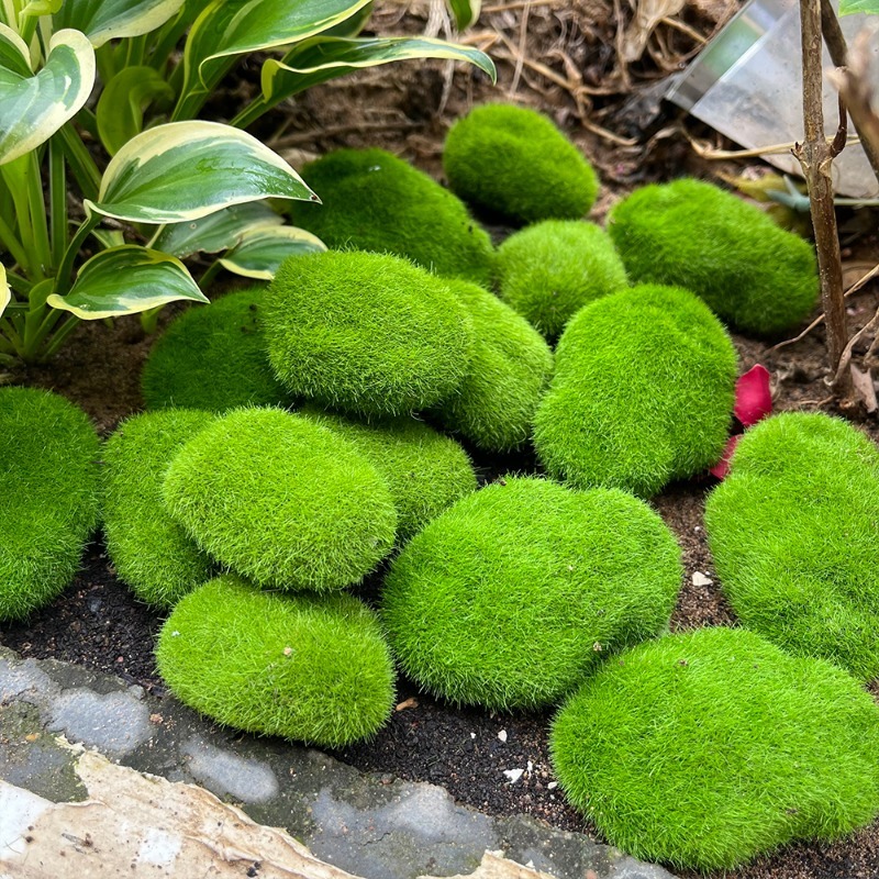 5/30pcs Simulation Moss Stone  - Terrarium Moss Art incelemesi ve fiyatı