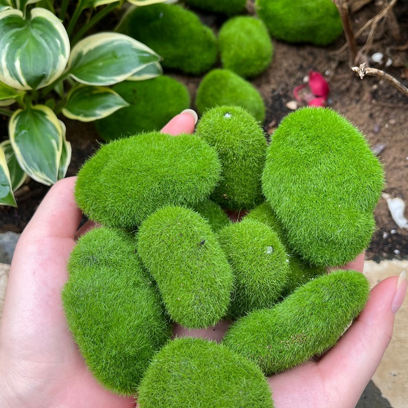 5/30pcs Simulation Moss Stone  - Terrarium Moss Art incelemesi ve fiyatı