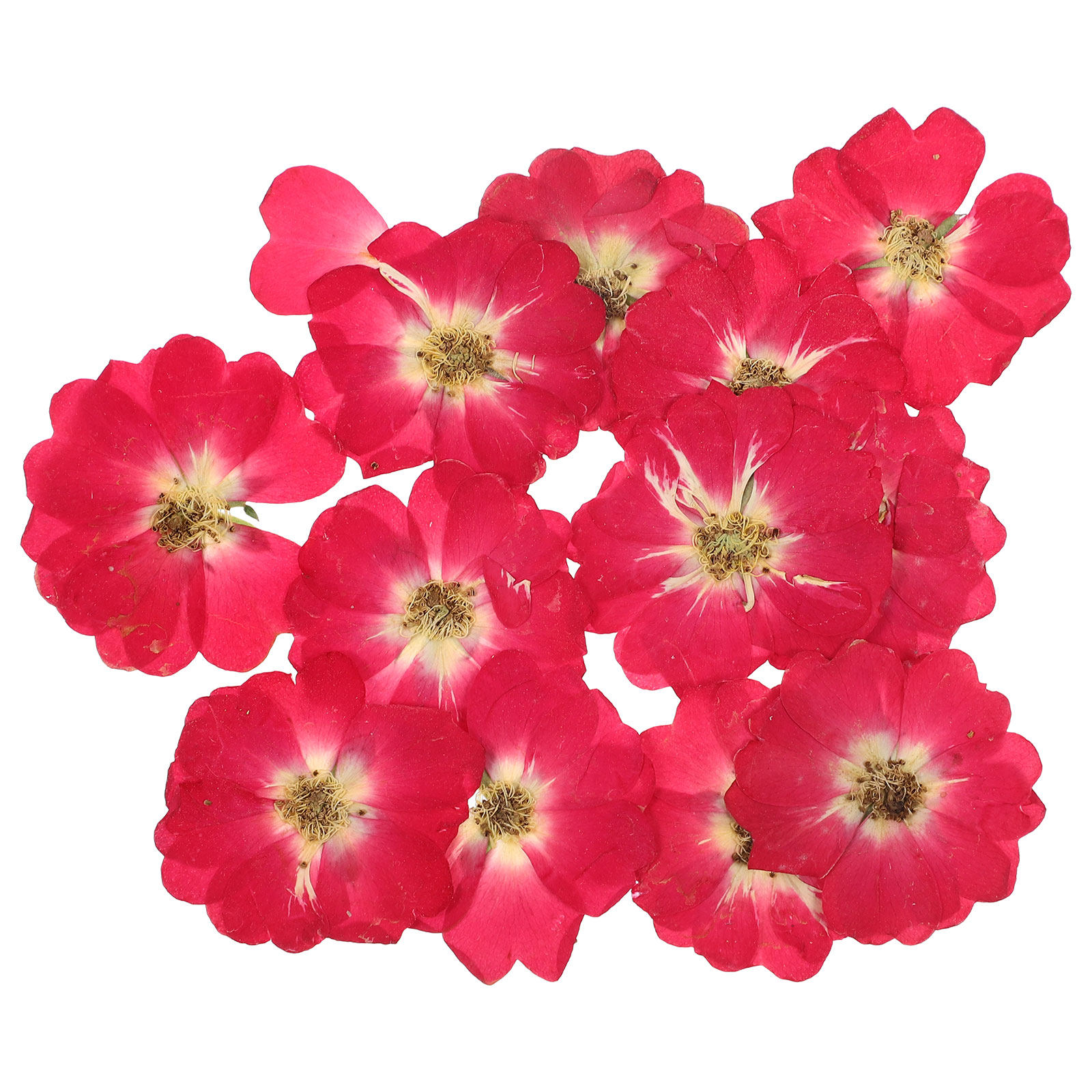 12Pcs Natural Dried Rose Press - Resin Craft Kit incelemesi ve fiyatı